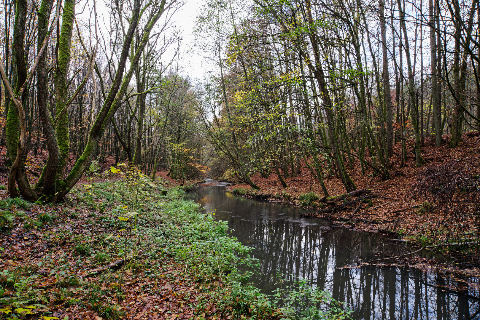 Herbstimpressionen am Fischbach 