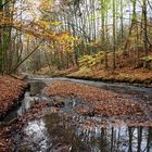 Herbstimpressionen am Fischbach