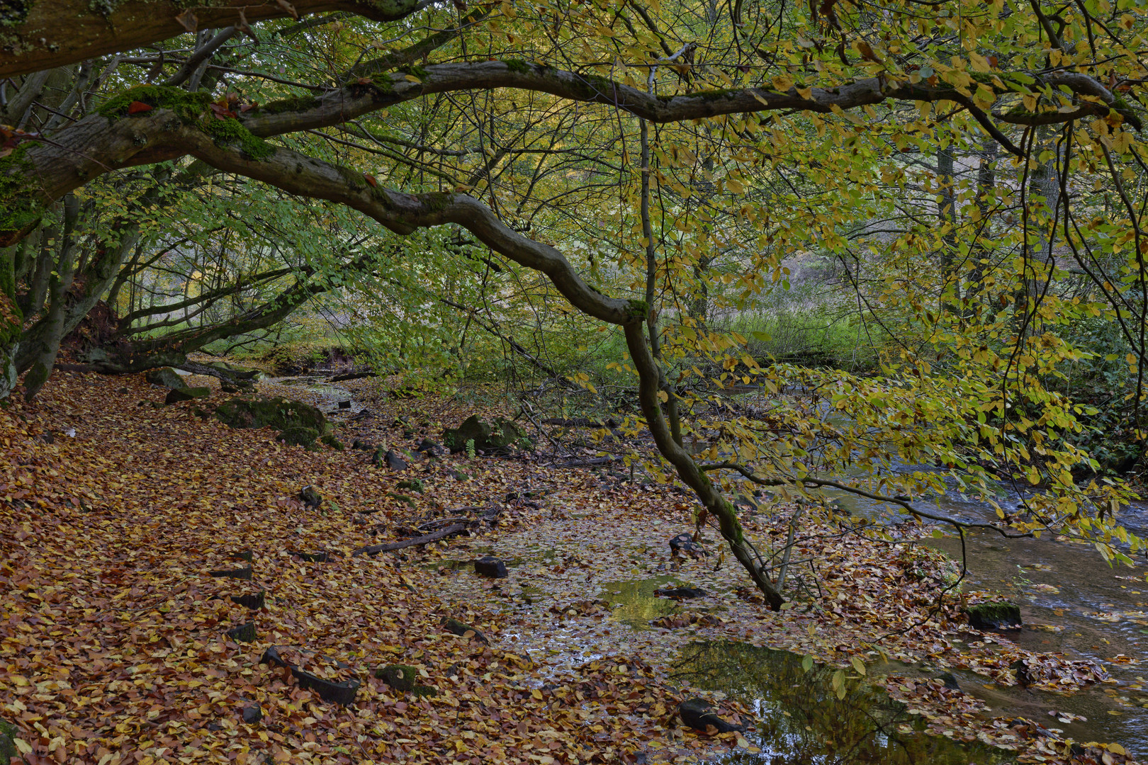 Herbstimpressionen am Lautenbach (5)