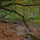 Herbstimpressionen am Lautenbach (5)
