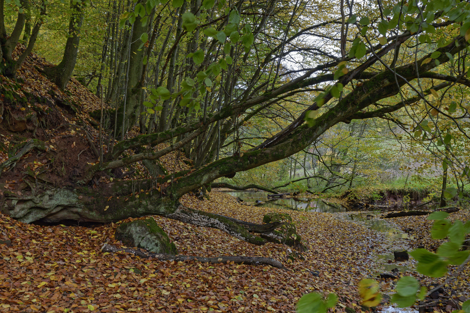 Herbstimpressionen am Lautenbach (6)