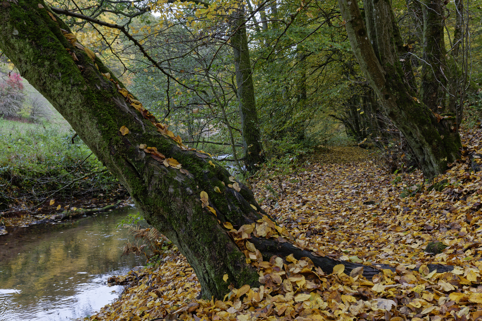 Herbstimpressionen am Lautenbach (7)