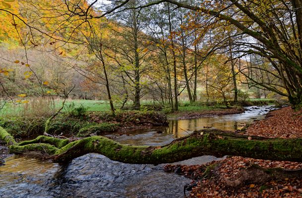 Herbstimpressionen am Lautenbach