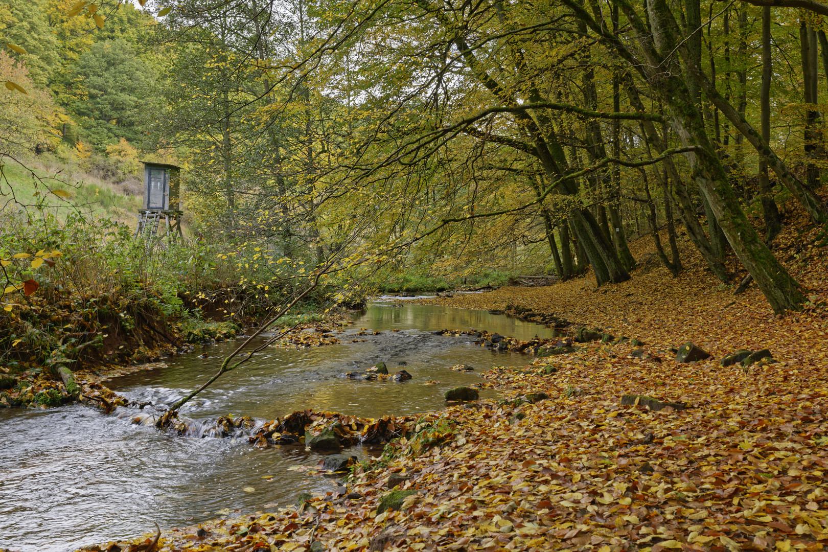 Herbstimpressionen am Lautenbach (8)