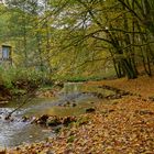 Herbstimpressionen am Lautenbach (8)