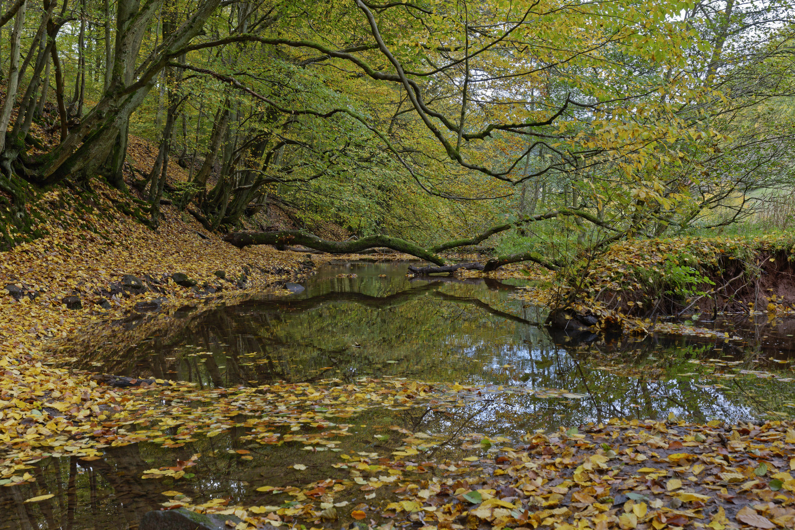 Herbstimpressionen am Lautenbach (9)