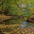 Herbstimpressionen am Lautenbach (9)