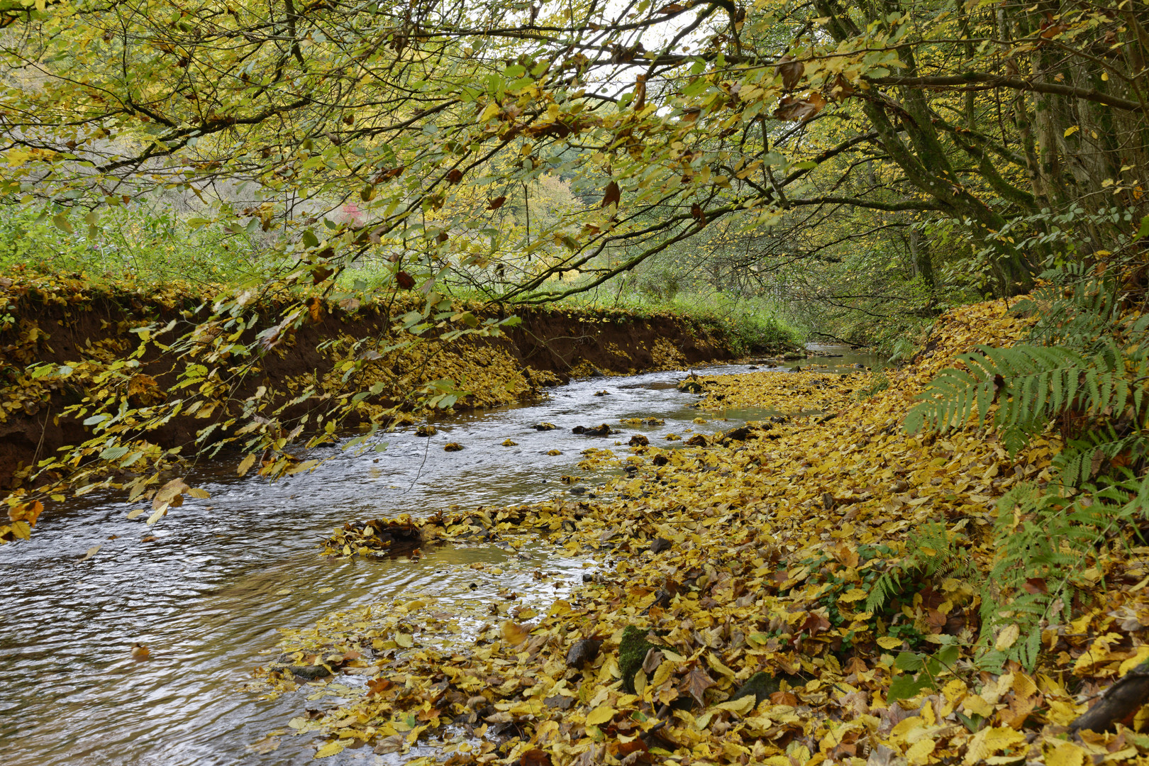 Herbstimpressionen am Lautenbach