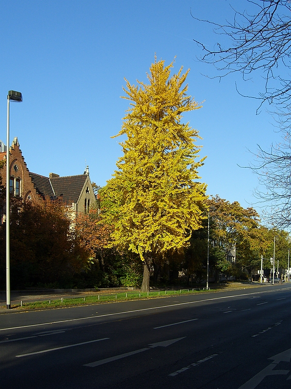 Herbstimpressionen am Schiffgraben