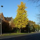 Herbstimpressionen am Schiffgraben