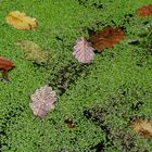 Herbstimpressionen am Waldteich