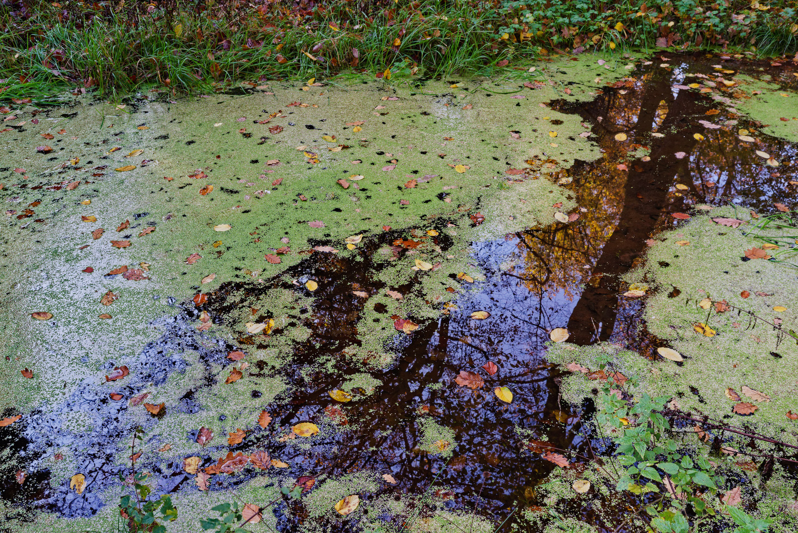 Herbstimpressionen am Waldtümpel