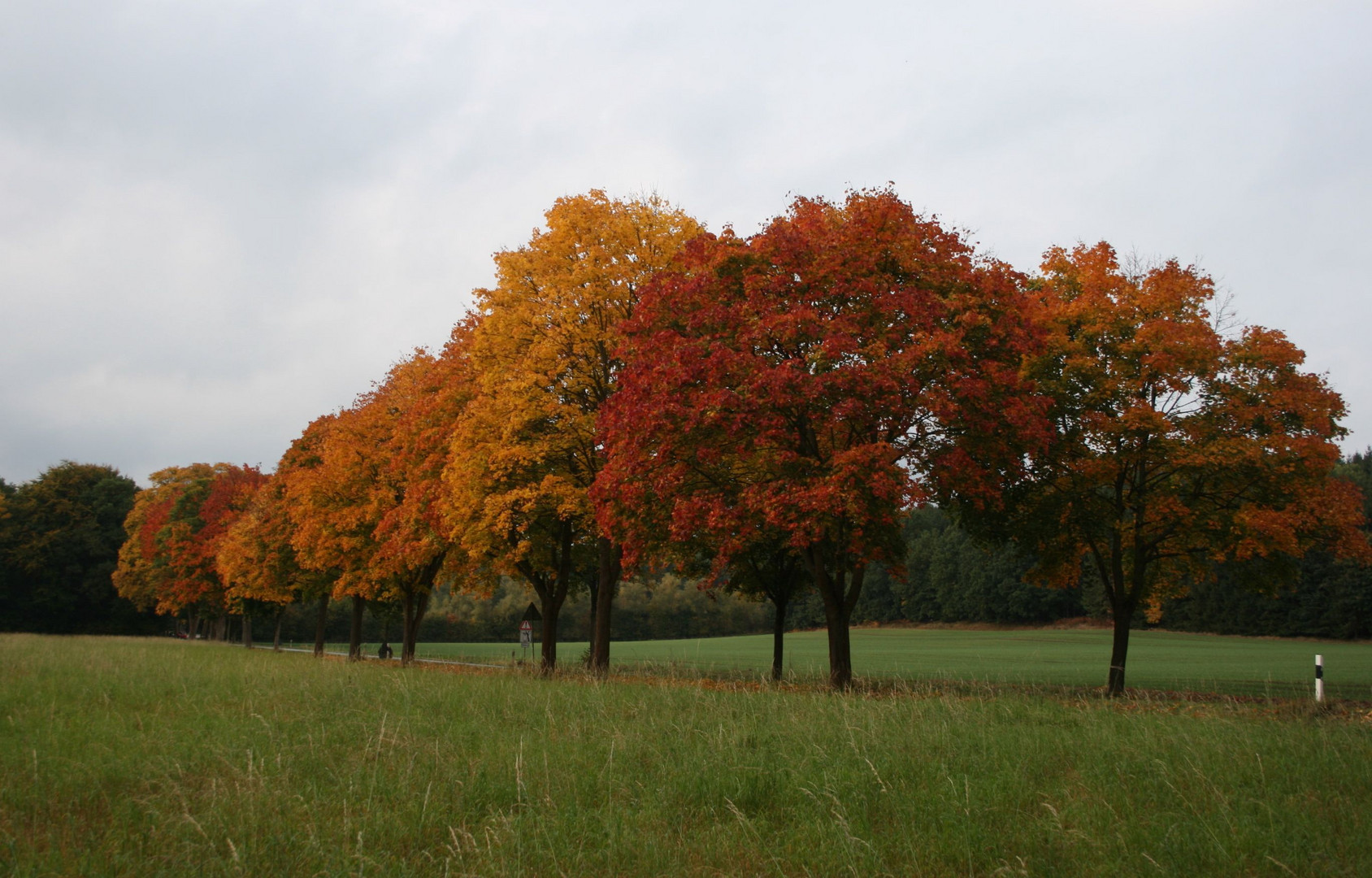 Herbstimpressionen an der Landstrasse