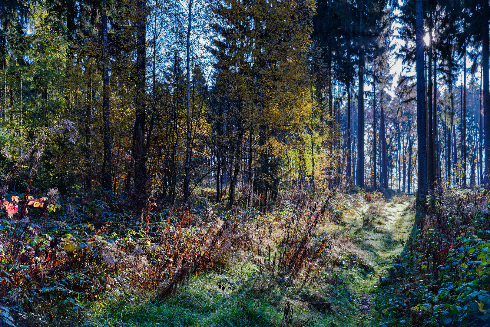 Herbstimpressionen auf einem Waldweg