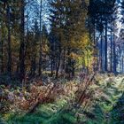 Herbstimpressionen auf einem Waldweg