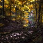 Herbstimpressionen aus dem Harz