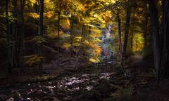 Herbstimpressionen aus dem Harz