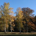 Herbstimpressionen aus dem Lainzer Tiergarten