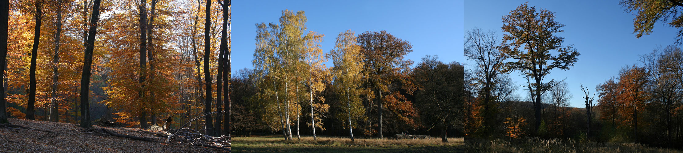 Herbstimpressionen aus dem Lainzer Tiergarten