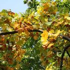 Herbstimpressionen aus dem Schlossgarten