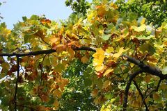 Herbstimpressionen aus dem Schlossgarten