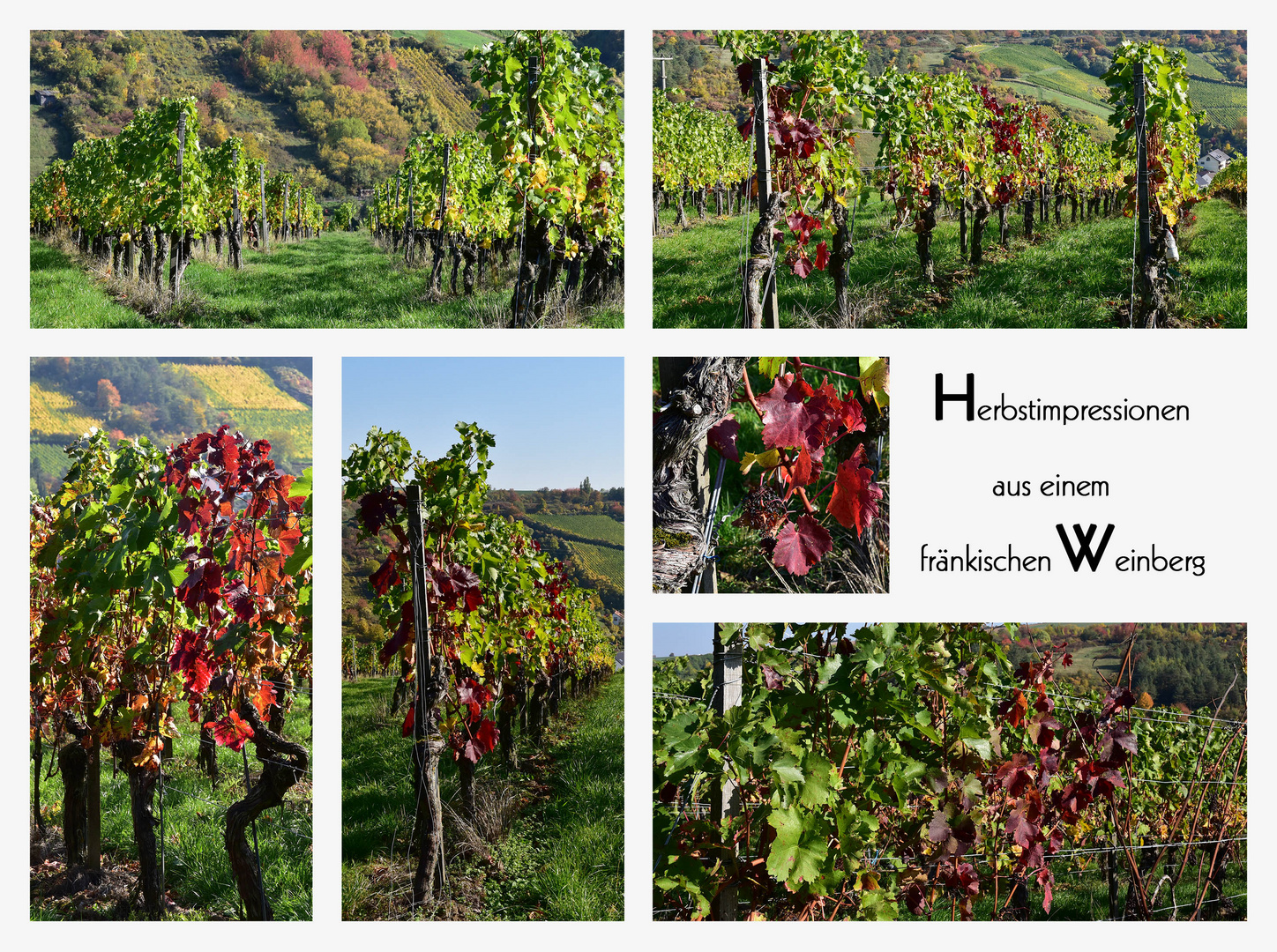 Herbstimpressionen aus einem fränkischen Weinberg