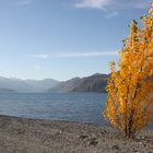 Herbstimpressionen aus Wanaka