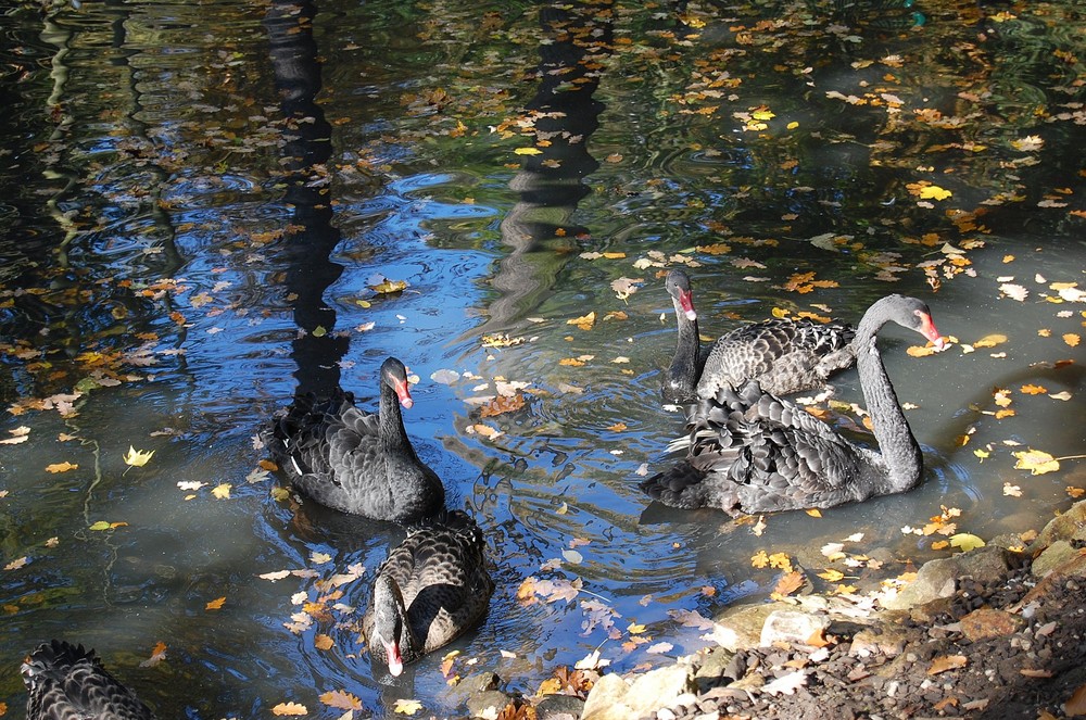 Herbstimpressionen