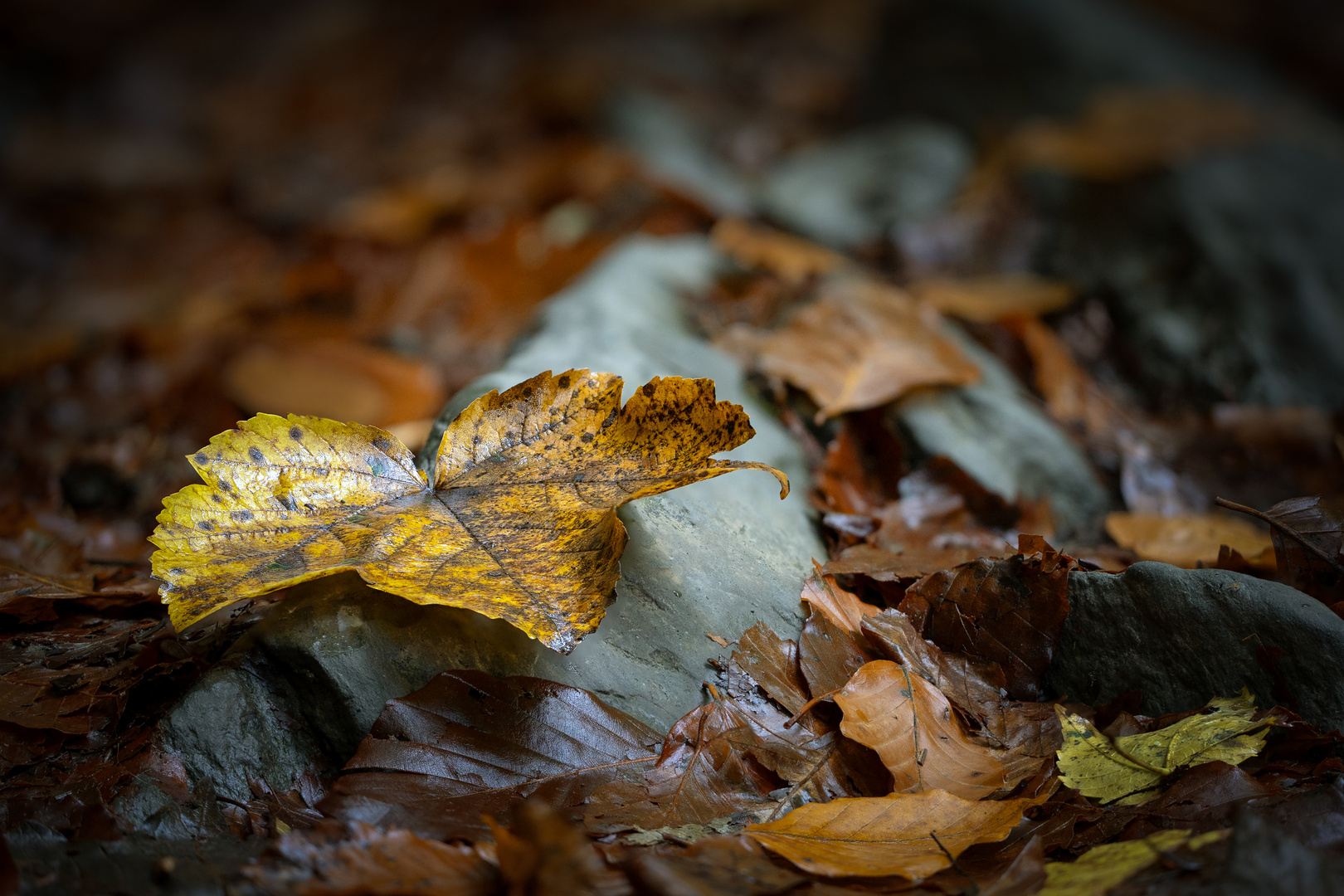 Herbstimpressionen...