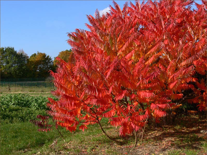 Herbstimpressionen ´brennender Busch`