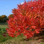 Herbstimpressionen ´brennender Busch`