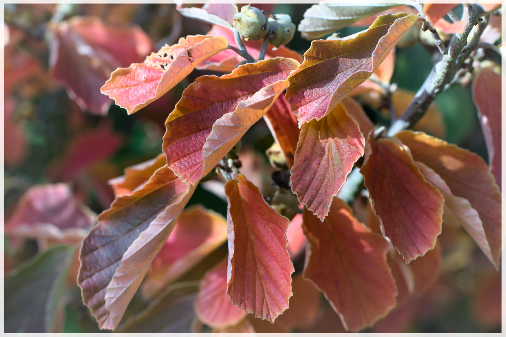 Herbstimpressionen...