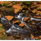 Herbstimpressionen