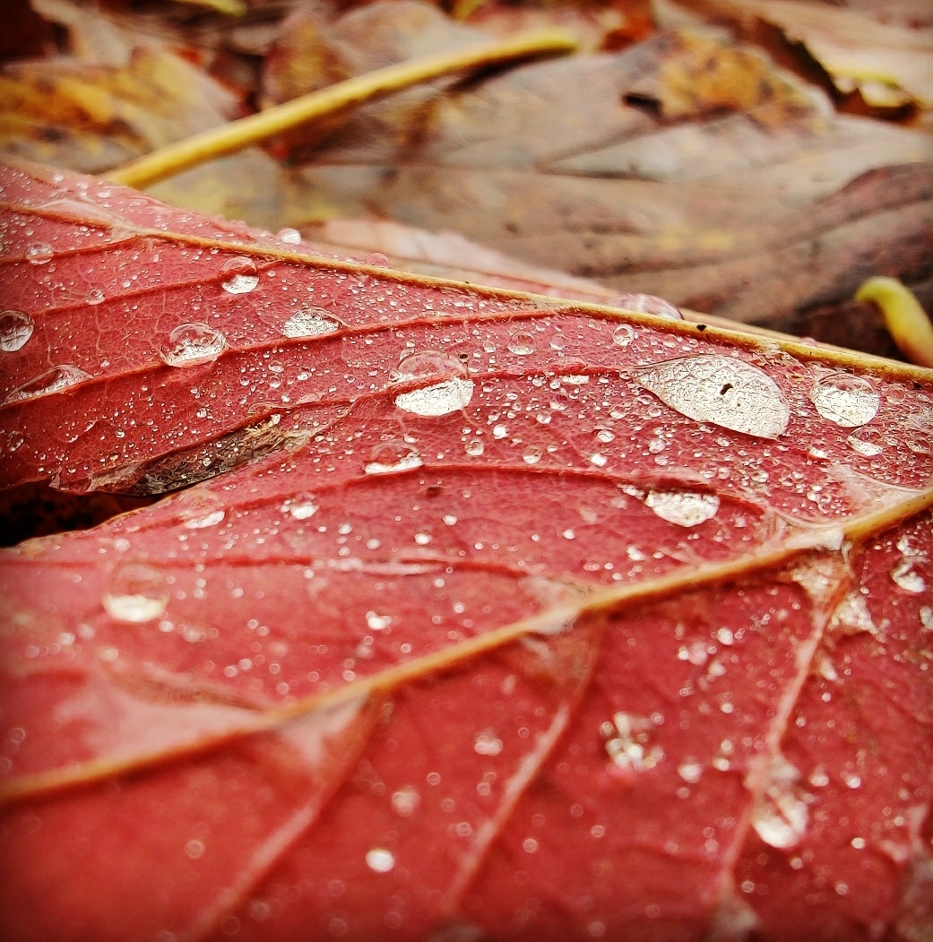 Herbstimpressionen