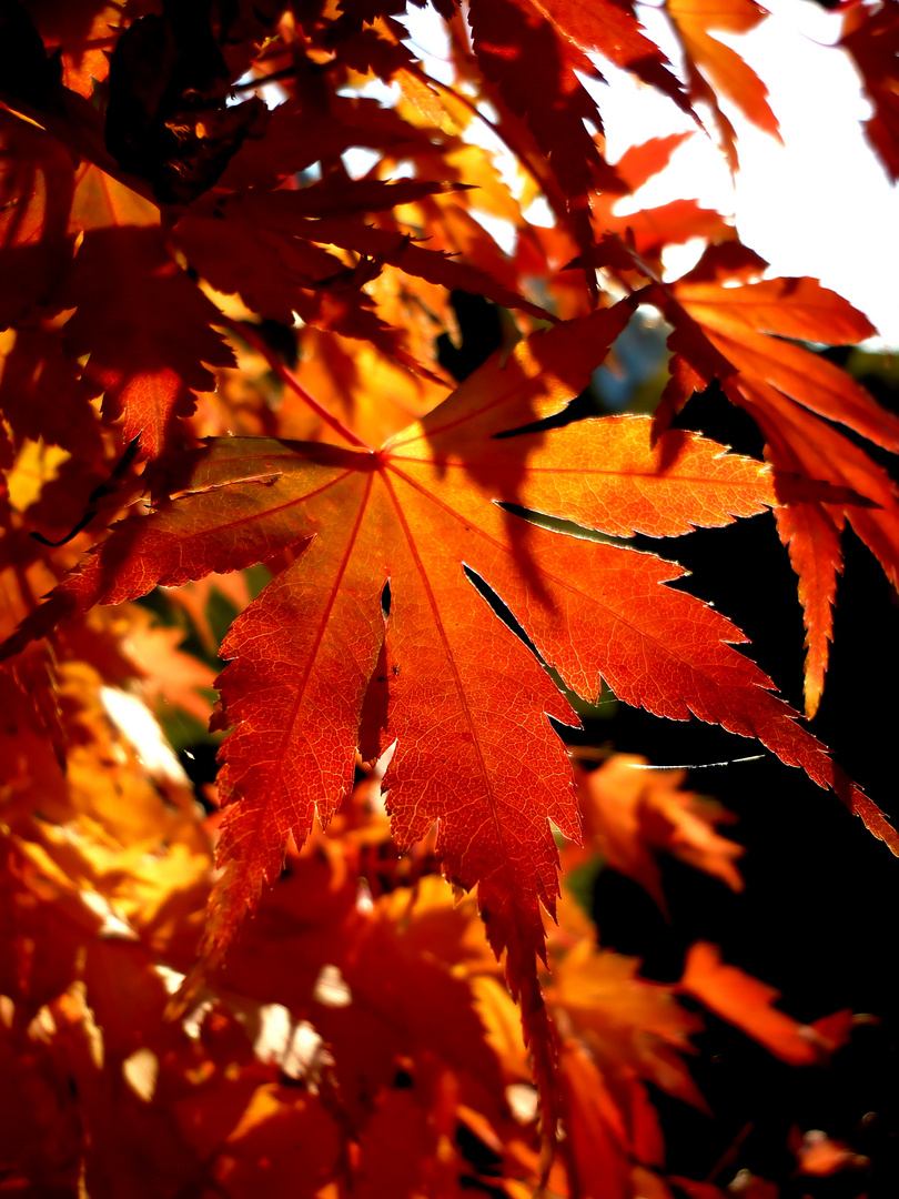 Herbstimpressionen