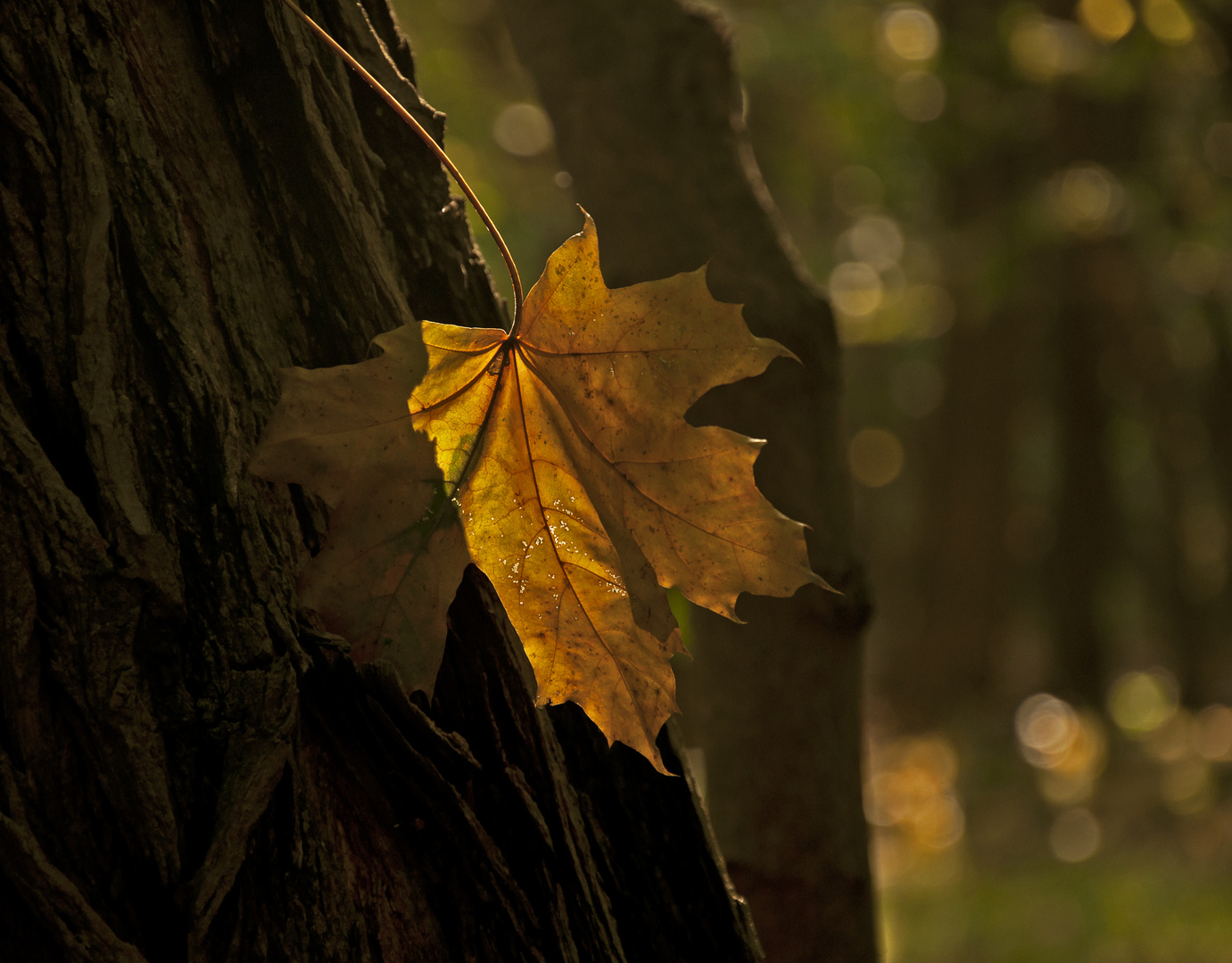 Herbstimpressionen