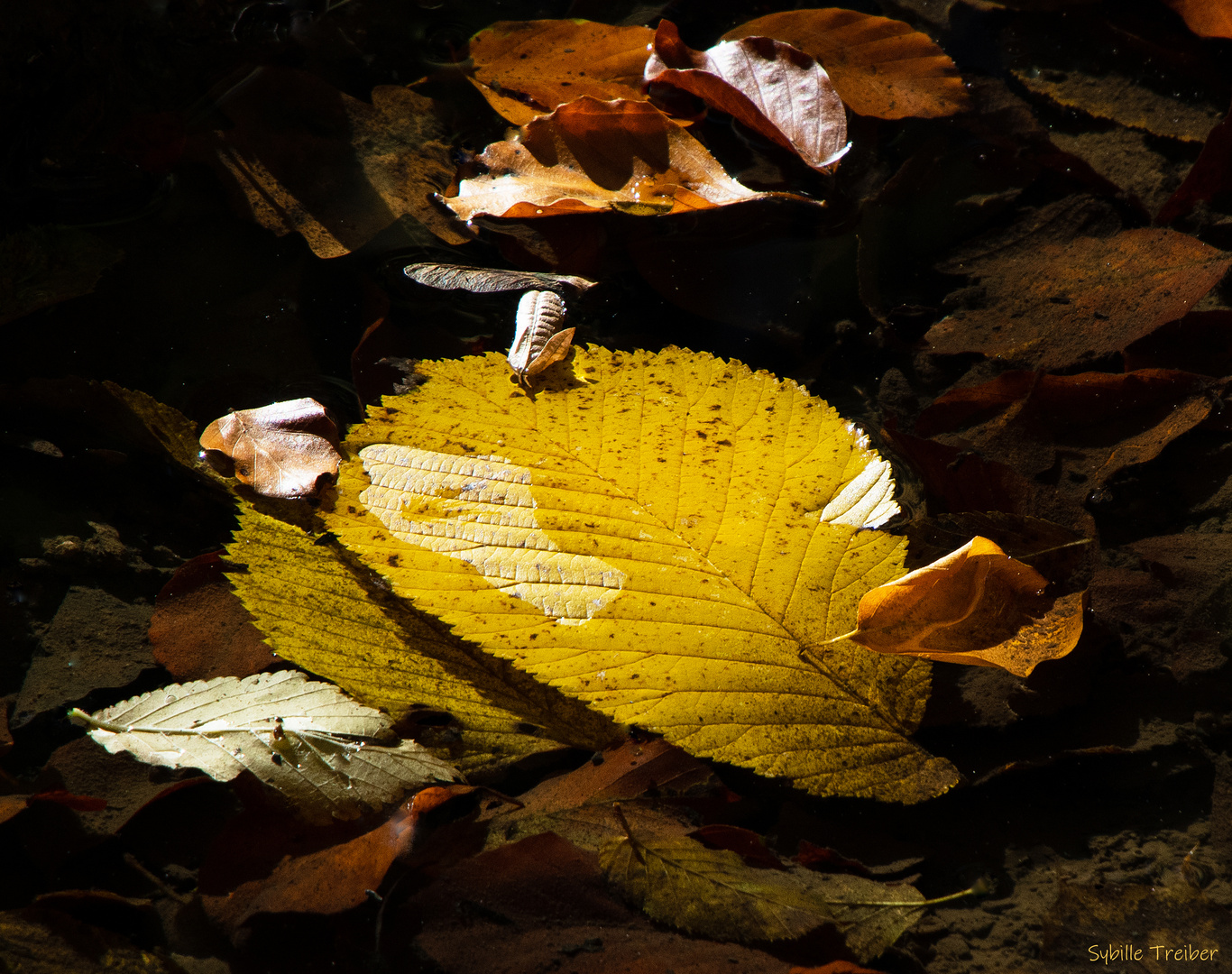 Herbstimpressionen