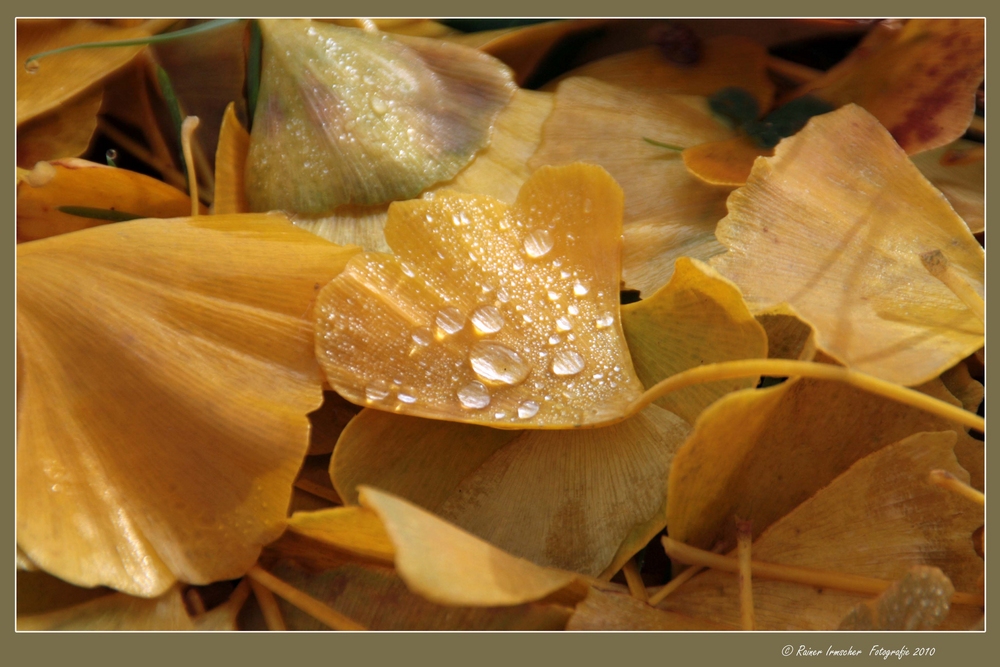 Herbstimpressionen.