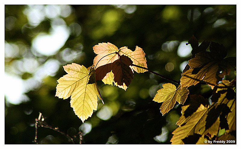 Herbstimpressionen