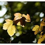 Herbstimpressionen