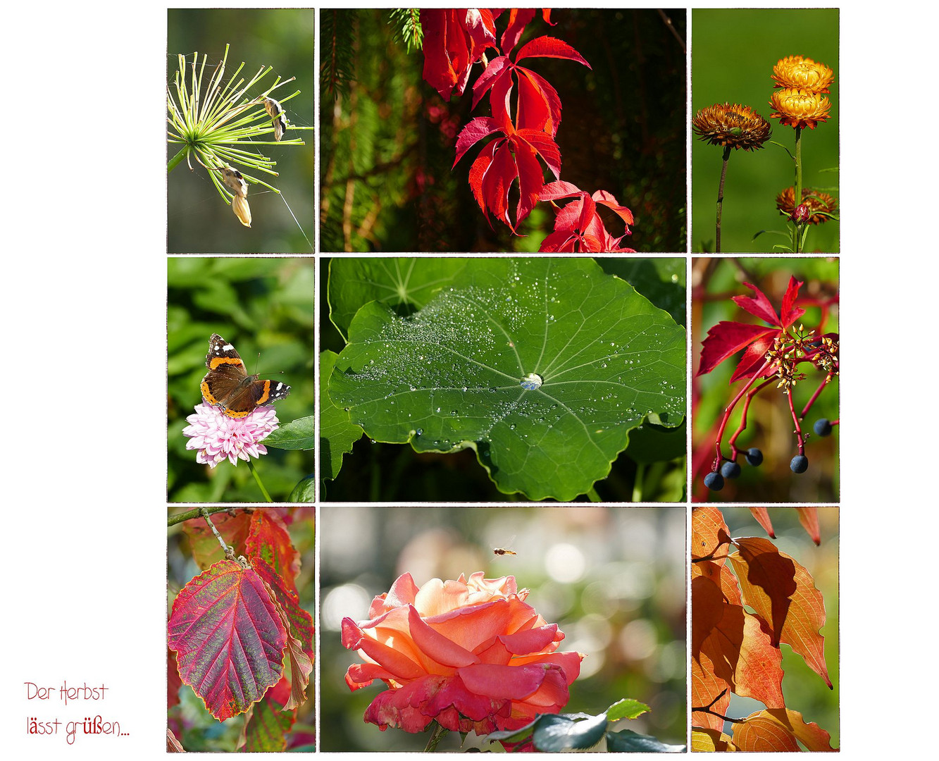 Herbstimpressionen Foto & Bild park, herbst, blumen Bilder auf