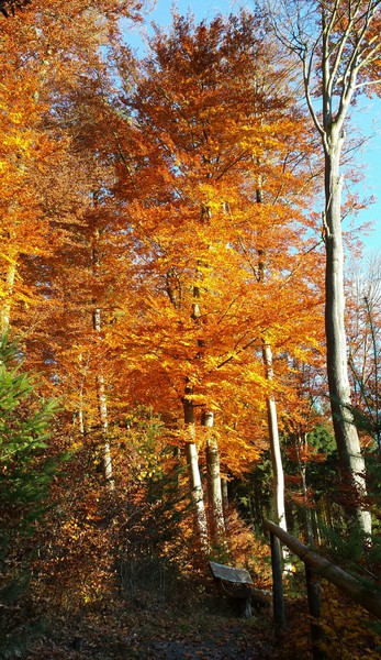 Herbstimpressionen