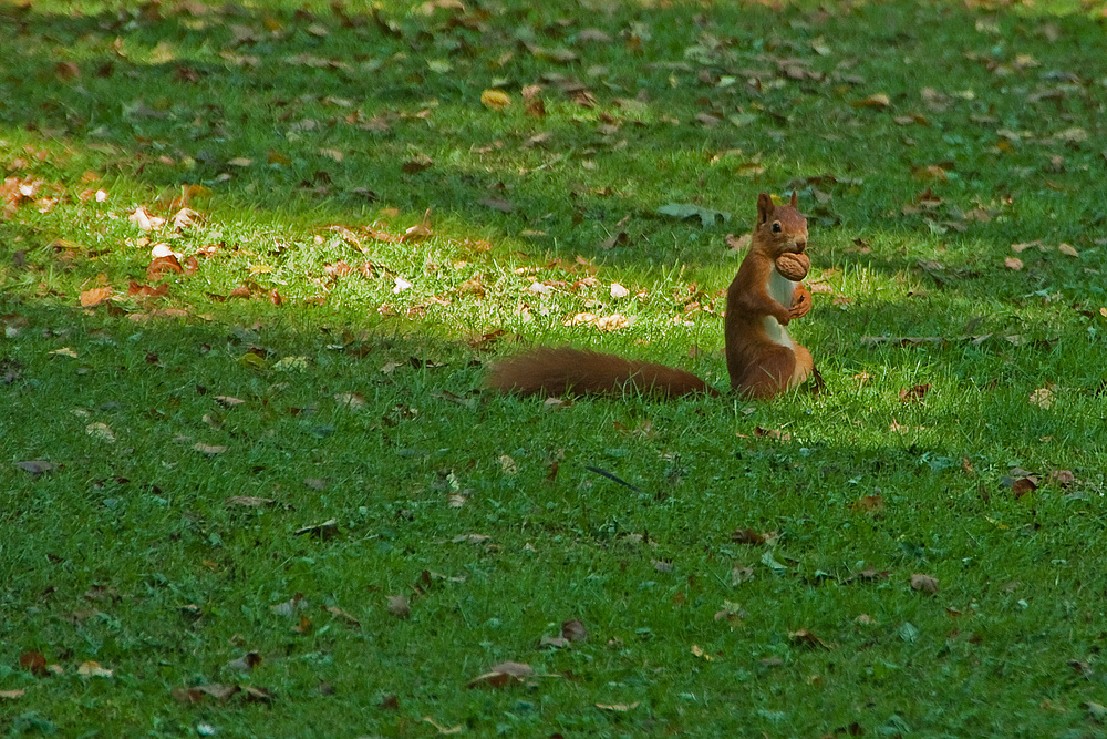 Herbstimpressionen - die ersten Walnüsse fallen - Das Eichhörnchen trägt stolz seine Beute