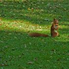 Herbstimpressionen - die ersten Walnüsse fallen - Das Eichhörnchen trägt stolz seine Beute