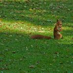 Herbstimpressionen - die ersten Walnüsse fallen - Das Eichhörnchen trägt stolz seine Beute