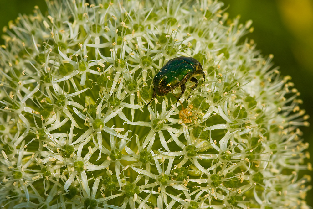 Herbstimpressionen - die letzten Insekten auf den letzten Blüten