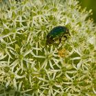 Herbstimpressionen - die letzten Insekten auf den letzten Blüten