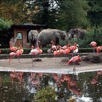 Herbstimpressionen - Dresdner Zoo