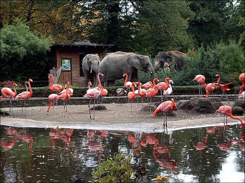 Herbstimpressionen - Dresdner Zoo