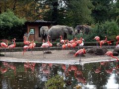 Herbstimpressionen - Dresdner Zoo